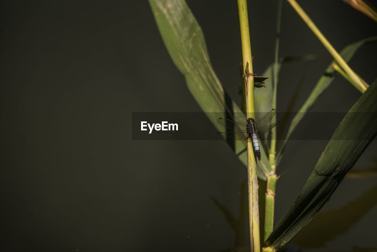 CLOSE-UP OF INSECT ON BLADE OF GRASS