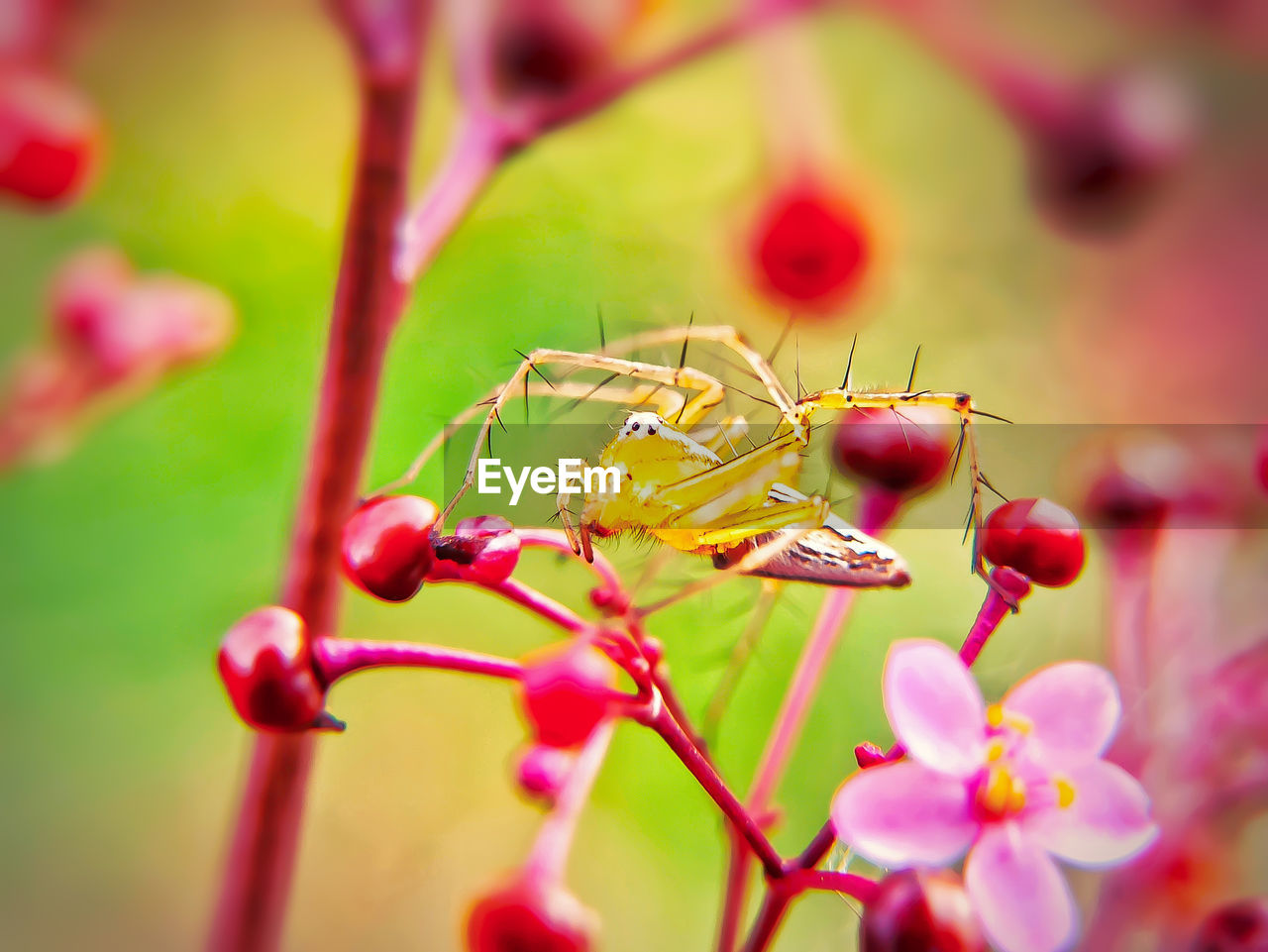 CLOSE-UP OF BUTTERFLY POLLINATING ON FLOWER