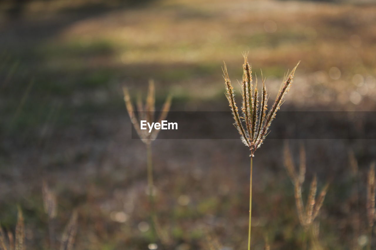 grass, prairie, plant, field, nature, flower, leaf, focus on foreground, no people, cereal plant, growth, grassland, land, crop, agriculture, close-up, beauty in nature, outdoors, landscape, autumn, rural scene, day, plant stem, macro photography, environment, tranquility, wheat, sunlight, barley, meadow, selective focus, food