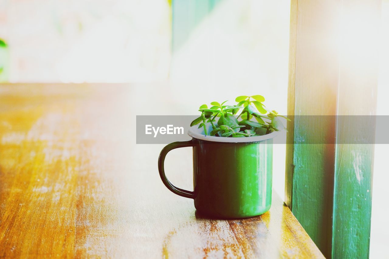 Close-up of potted plant on table by window