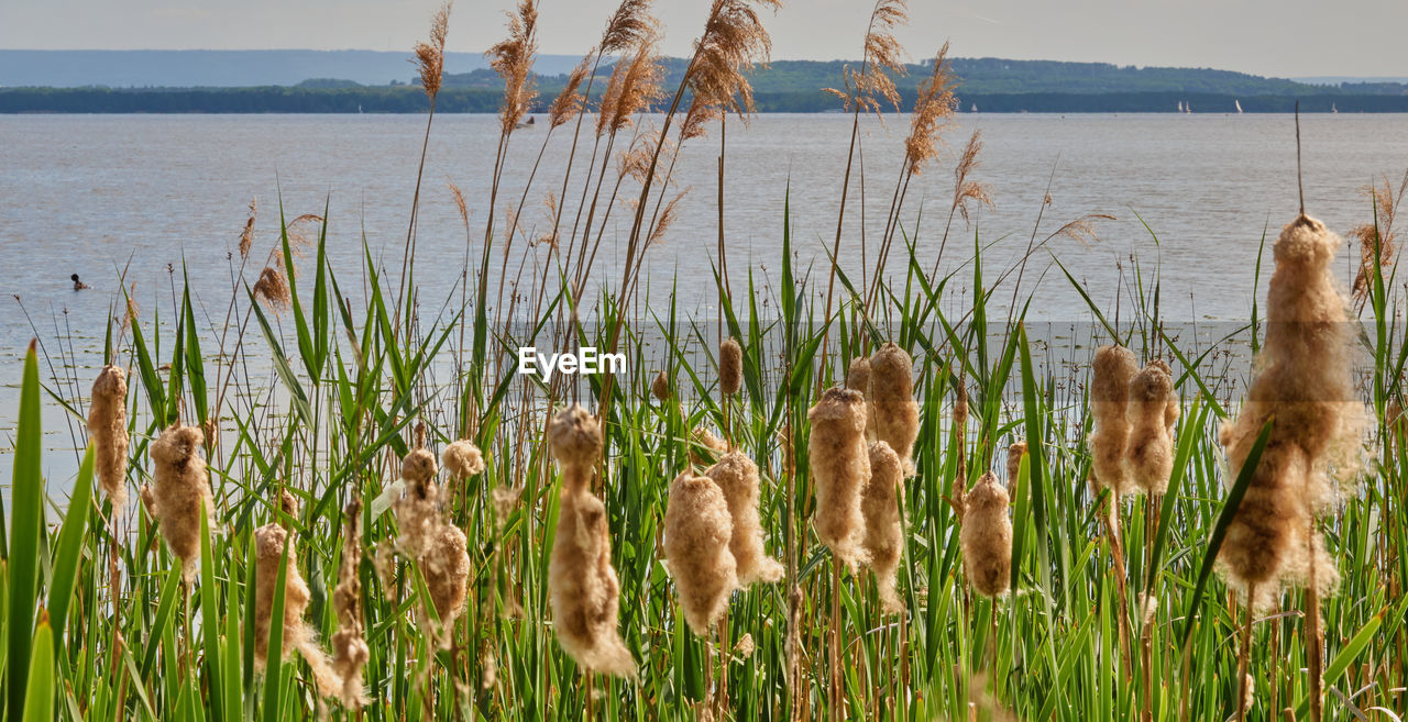 Flowers of cotton grass ,eriophorum vaginatum, and sedge grass, cyperaceae