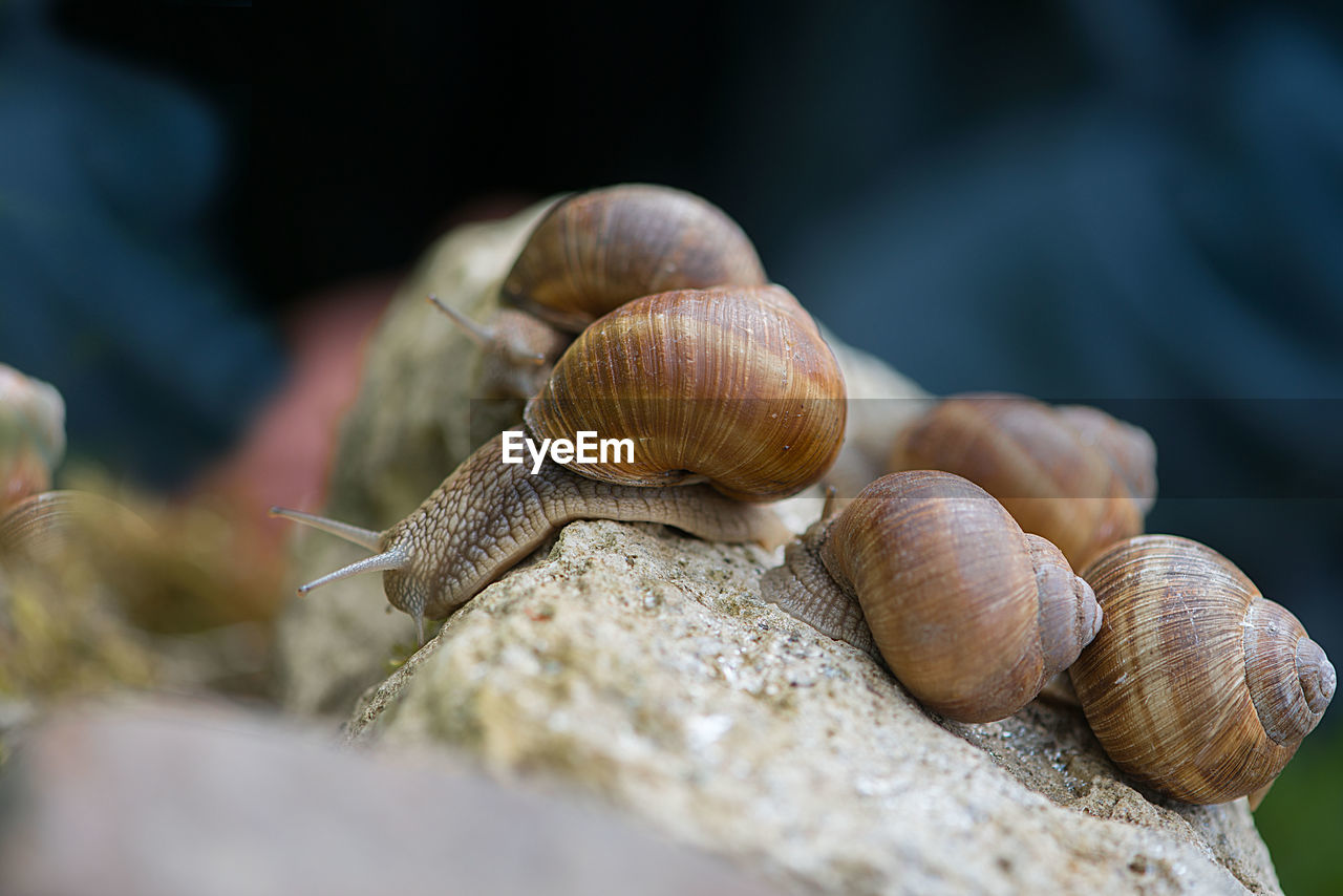 Close-up of snails on rock