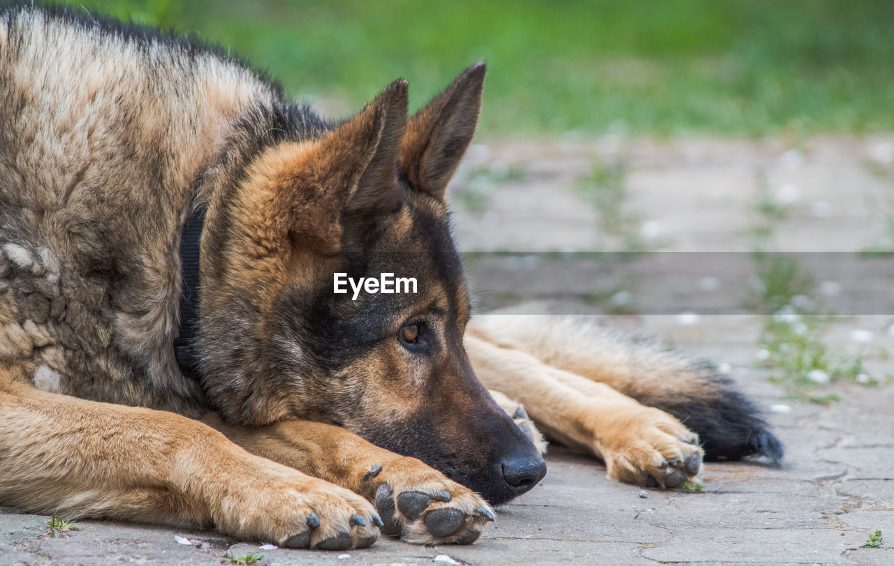 CLOSE-UP OF DOG LYING ON FLOOR