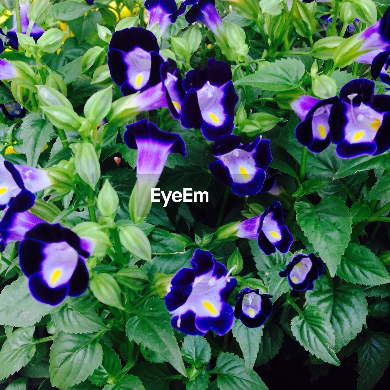 CLOSE-UP OF PURPLE FLOWERS BLOOMING