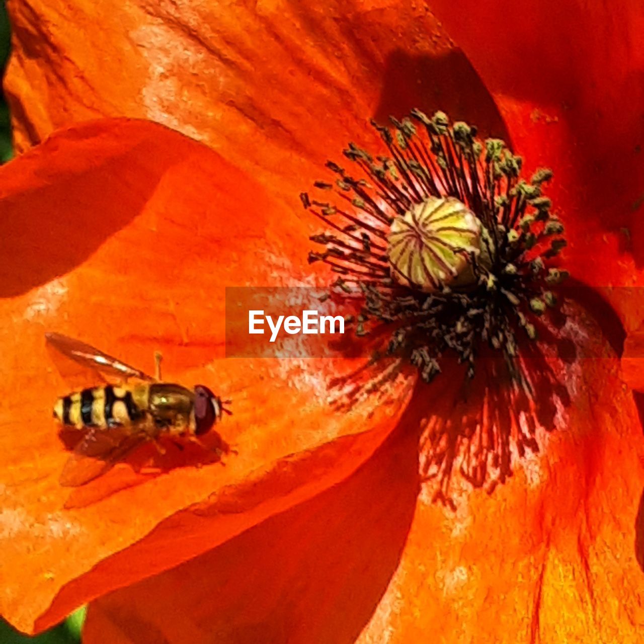 CLOSE-UP OF INSECT ON FLOWER