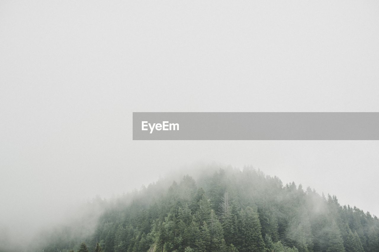 Trees in foggy weather against sky