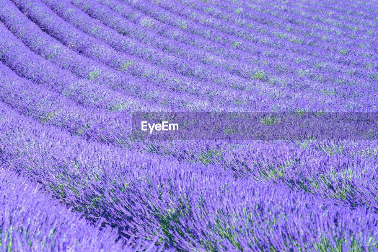 Full frame shot of purple flowering plant on field