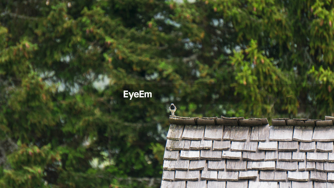 Bird perching on a wall