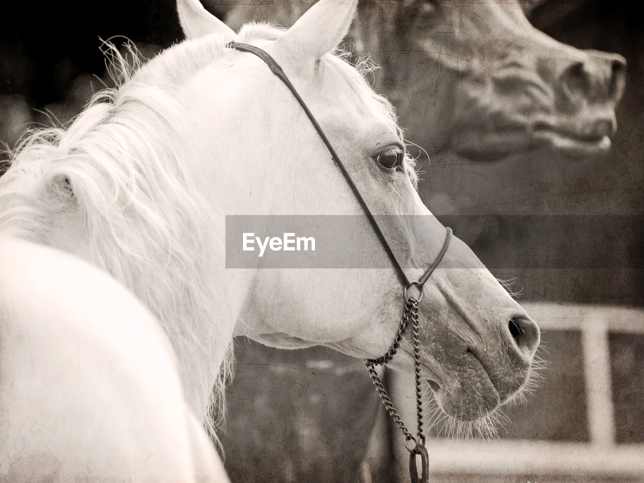 CLOSE-UP OF HORSE WITH MOUTH