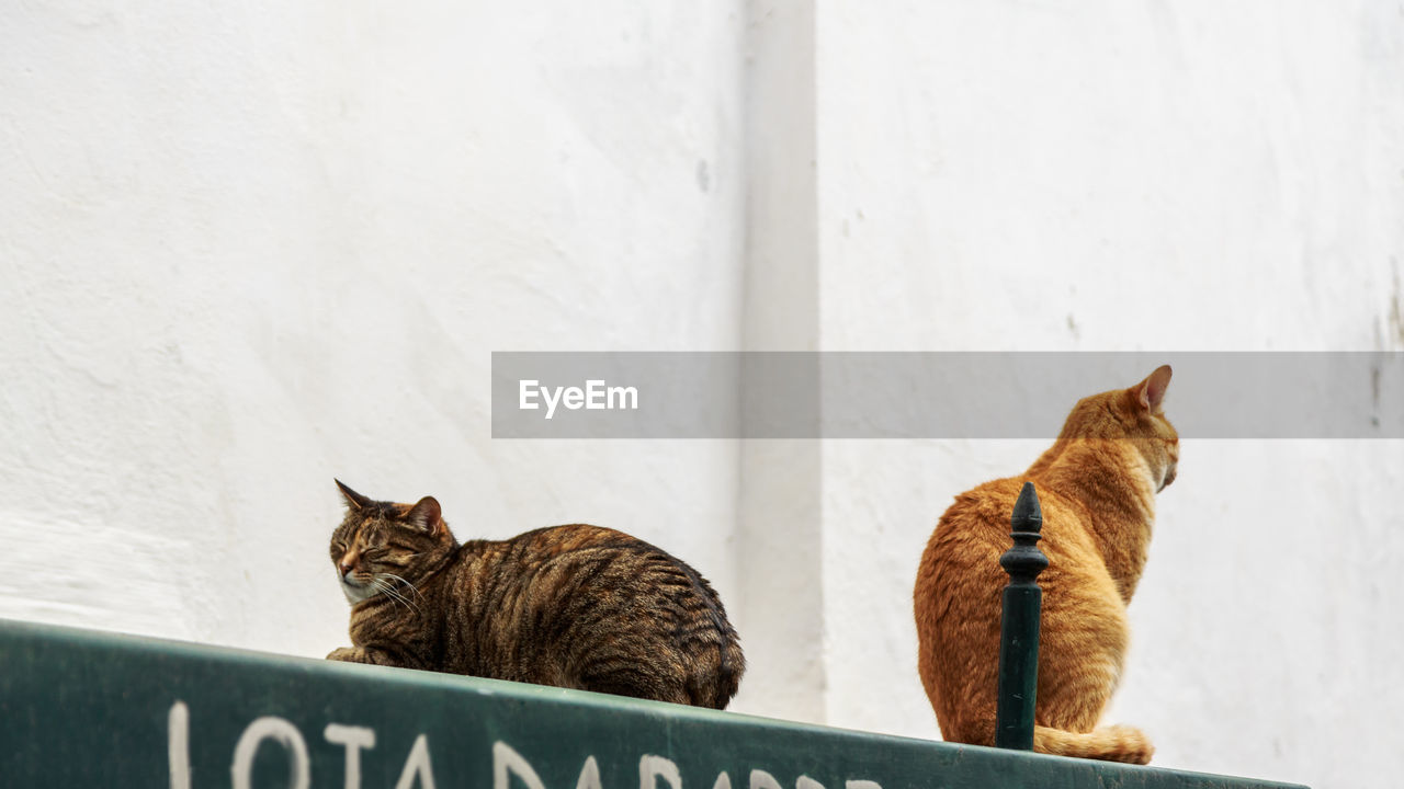 Cats sitting against wall