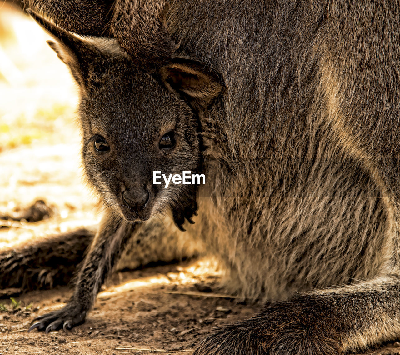 Close-up portrait of baby wallaby in mother's pouch