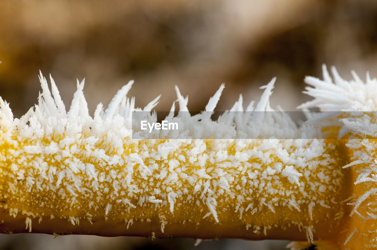 CLOSE-UP OF FROZEN PLANTS AGAINST SNOW