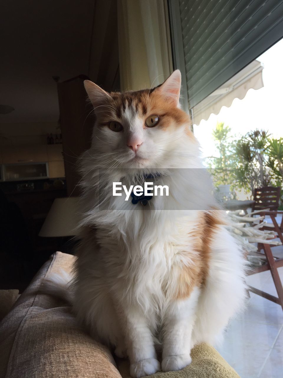 PORTRAIT OF CAT ON SOFA AT HOME