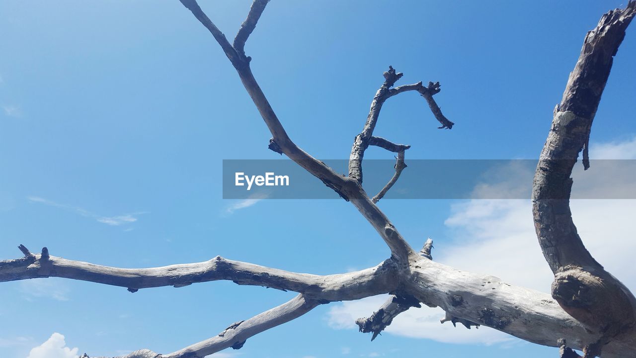 Low angle view of bare tree against sky