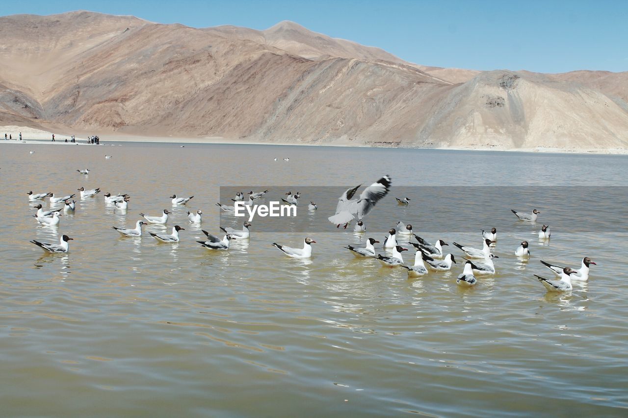 FLOCK OF BIRDS IN LAKE