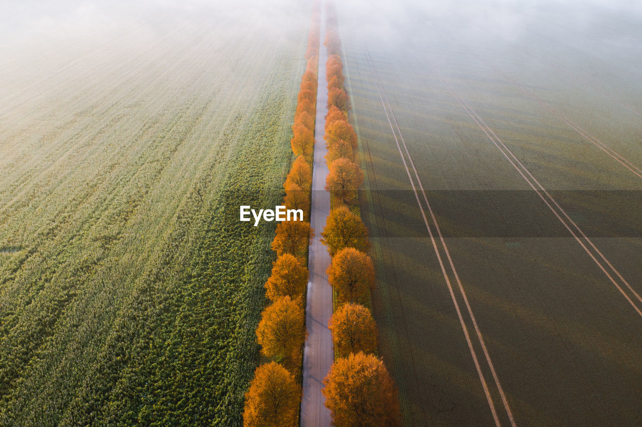 HIGH ANGLE VIEW OF TREES ON FIELD