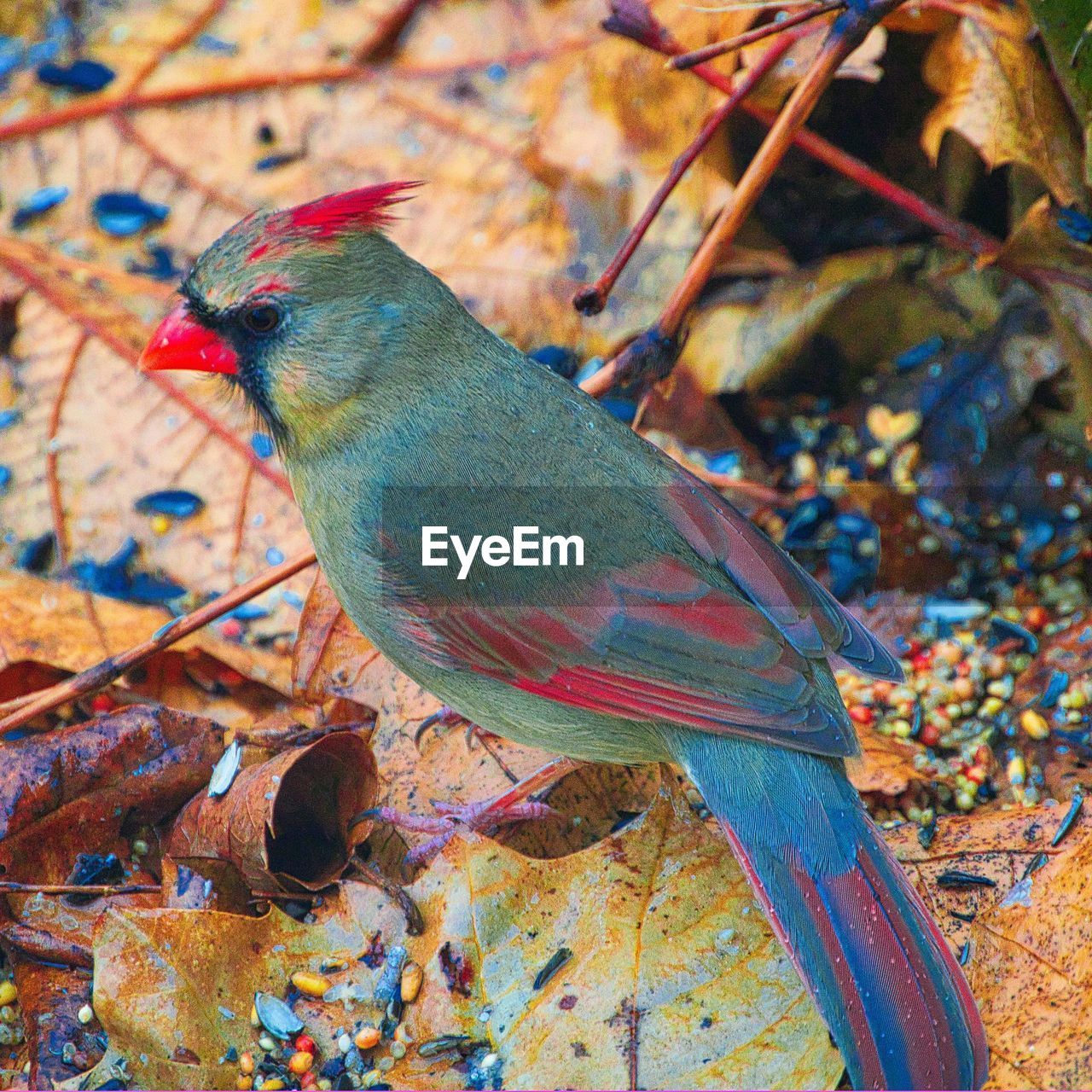 CLOSE-UP OF BIRD PERCHING