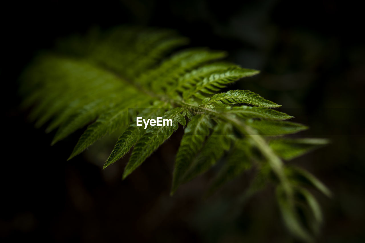 Close-up of fern growing at night