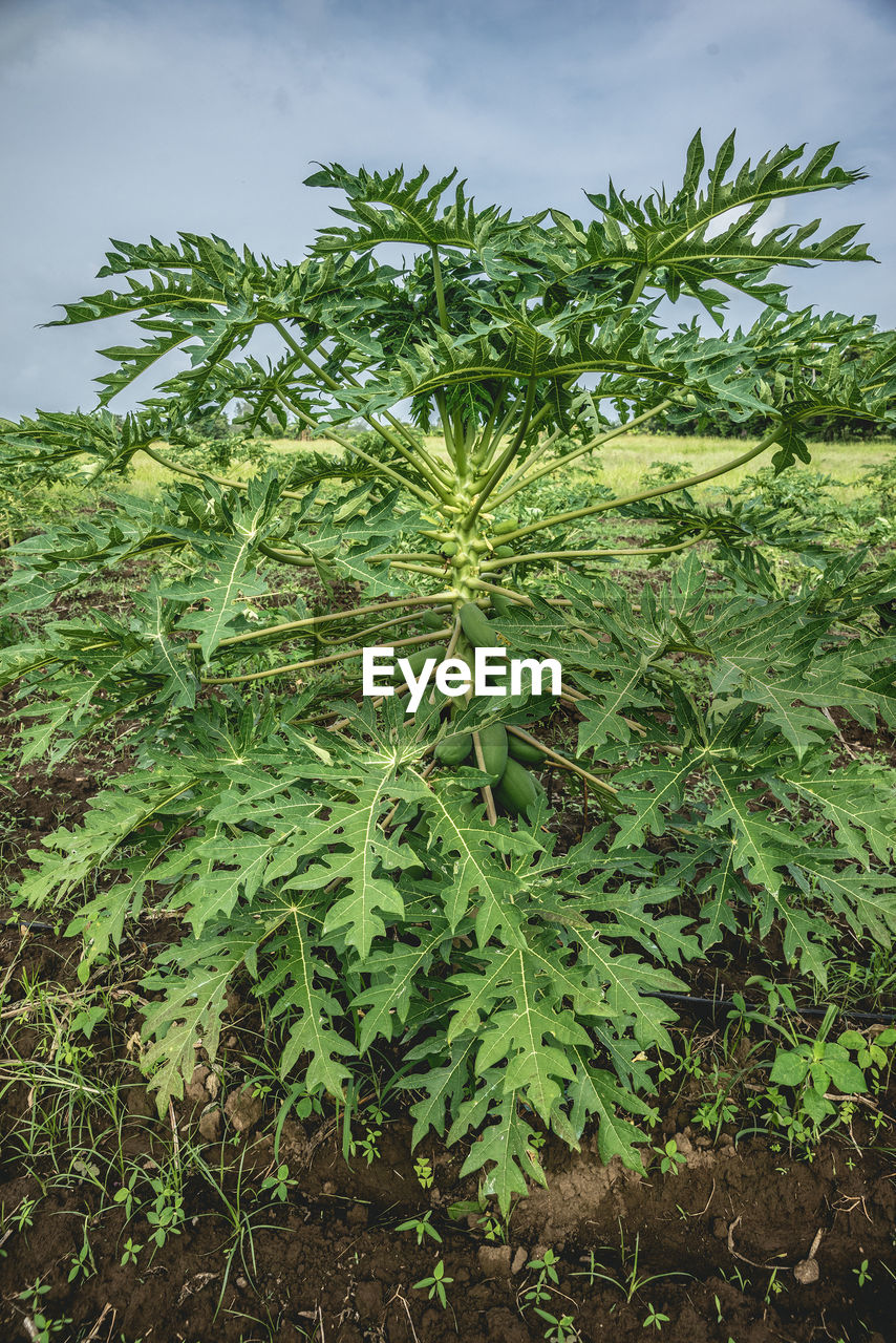 CLOSE-UP OF FRESH GREEN PLANTS