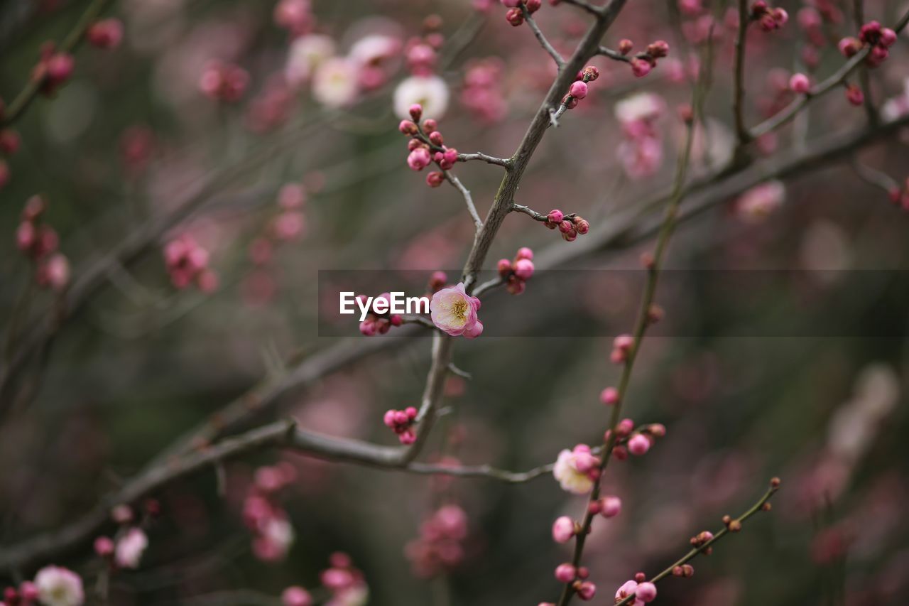 Close-up of pink flower on tree