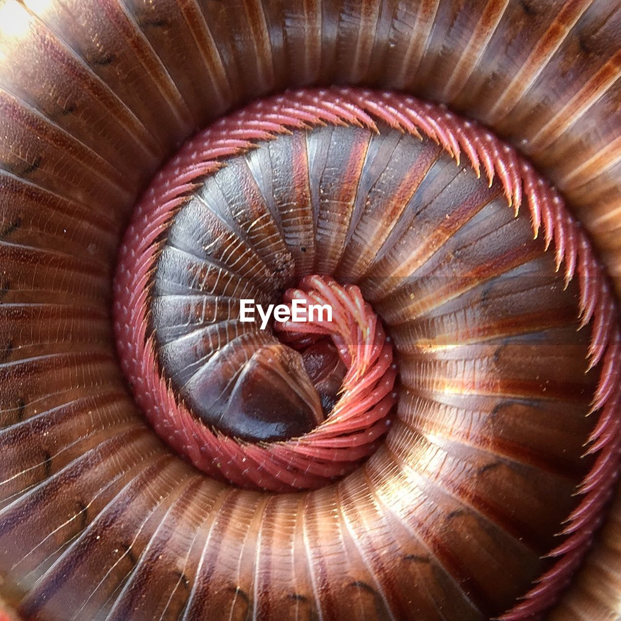 Full frame shot of spiral centipede