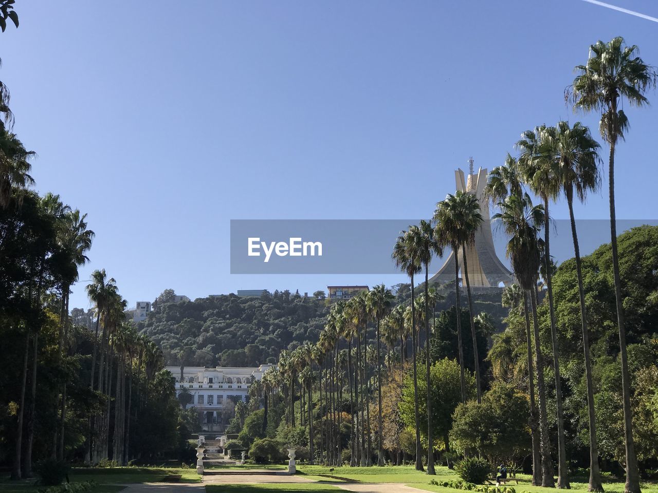 Palm trees against clear blue sky