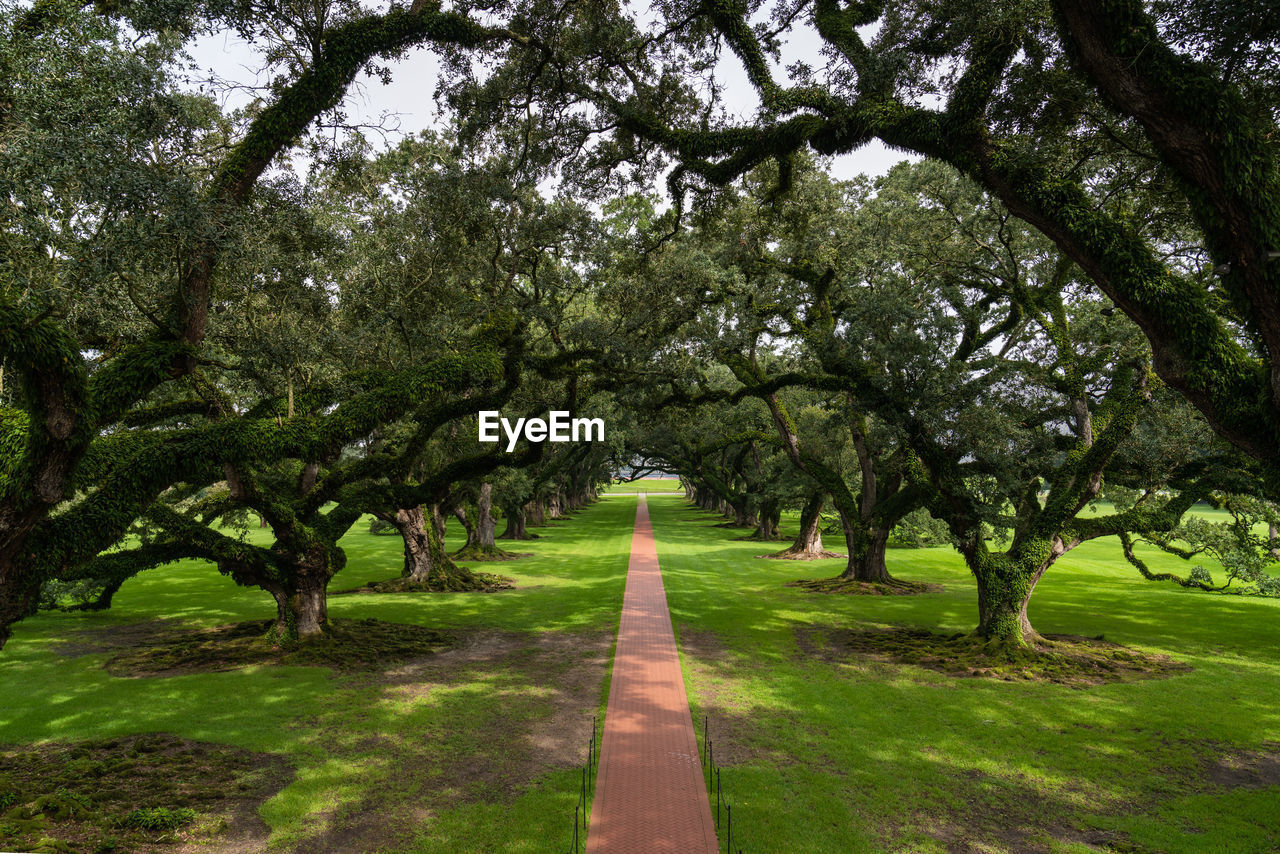 Trees in park