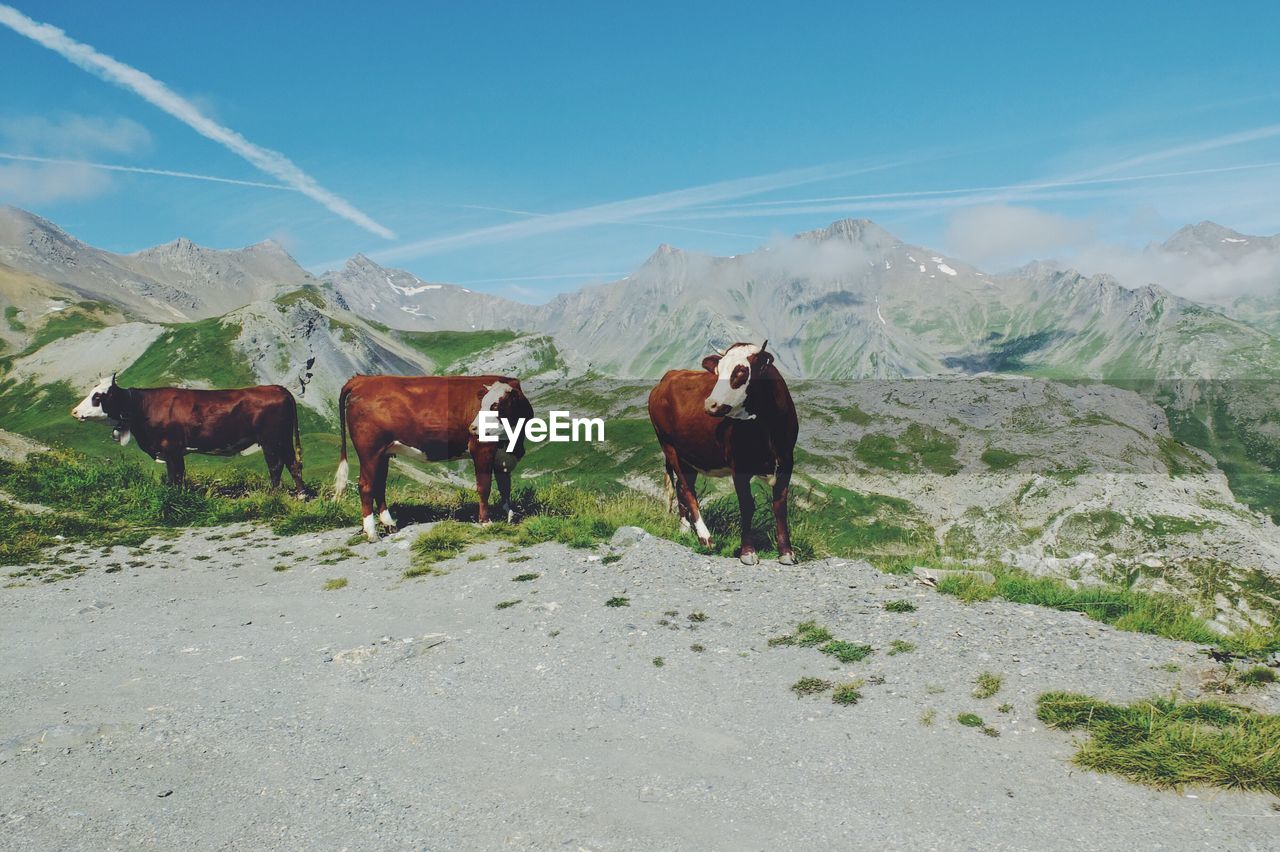 HORSES STANDING ON FIELD AGAINST MOUNTAIN