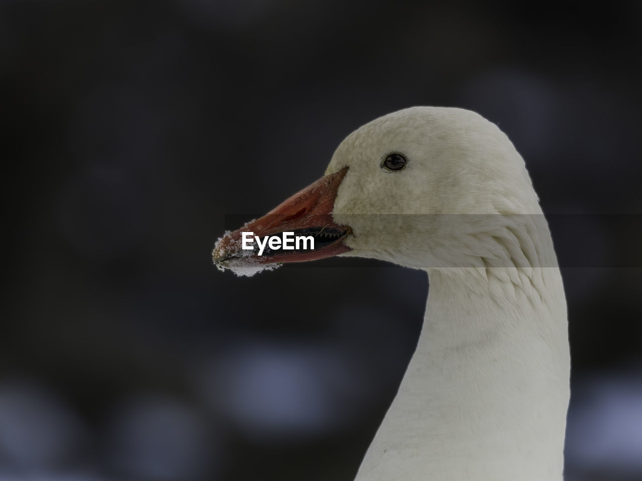 Close-up of a bird