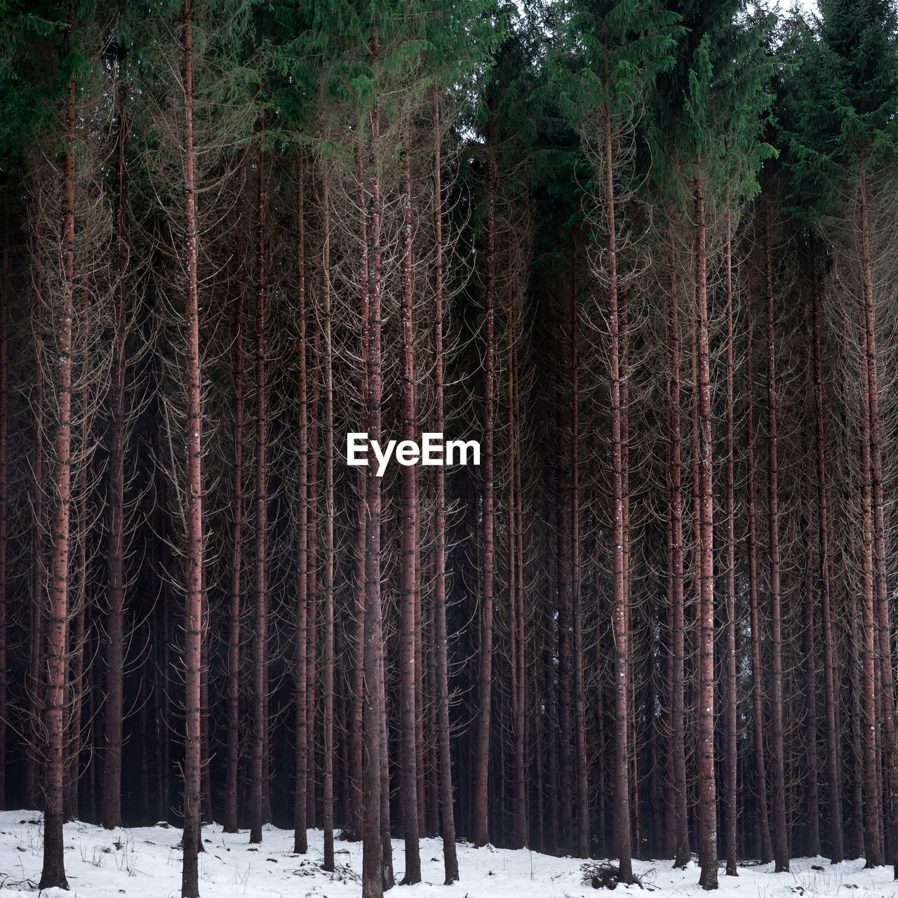 trees in forest during winter