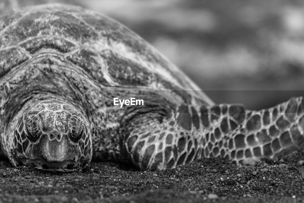 CLOSE-UP OF A TURTLE