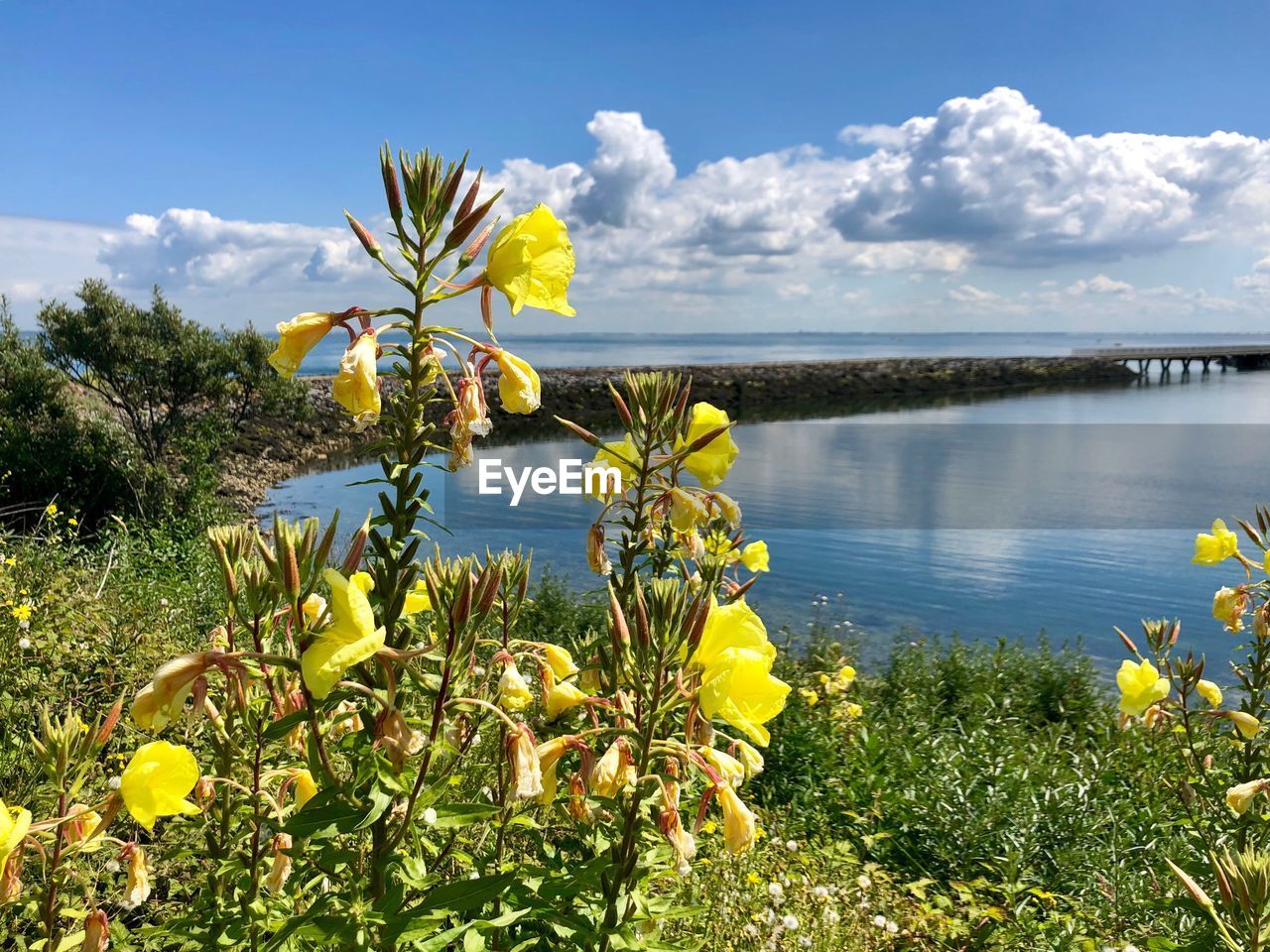 Yellow flowering plants by water against sky