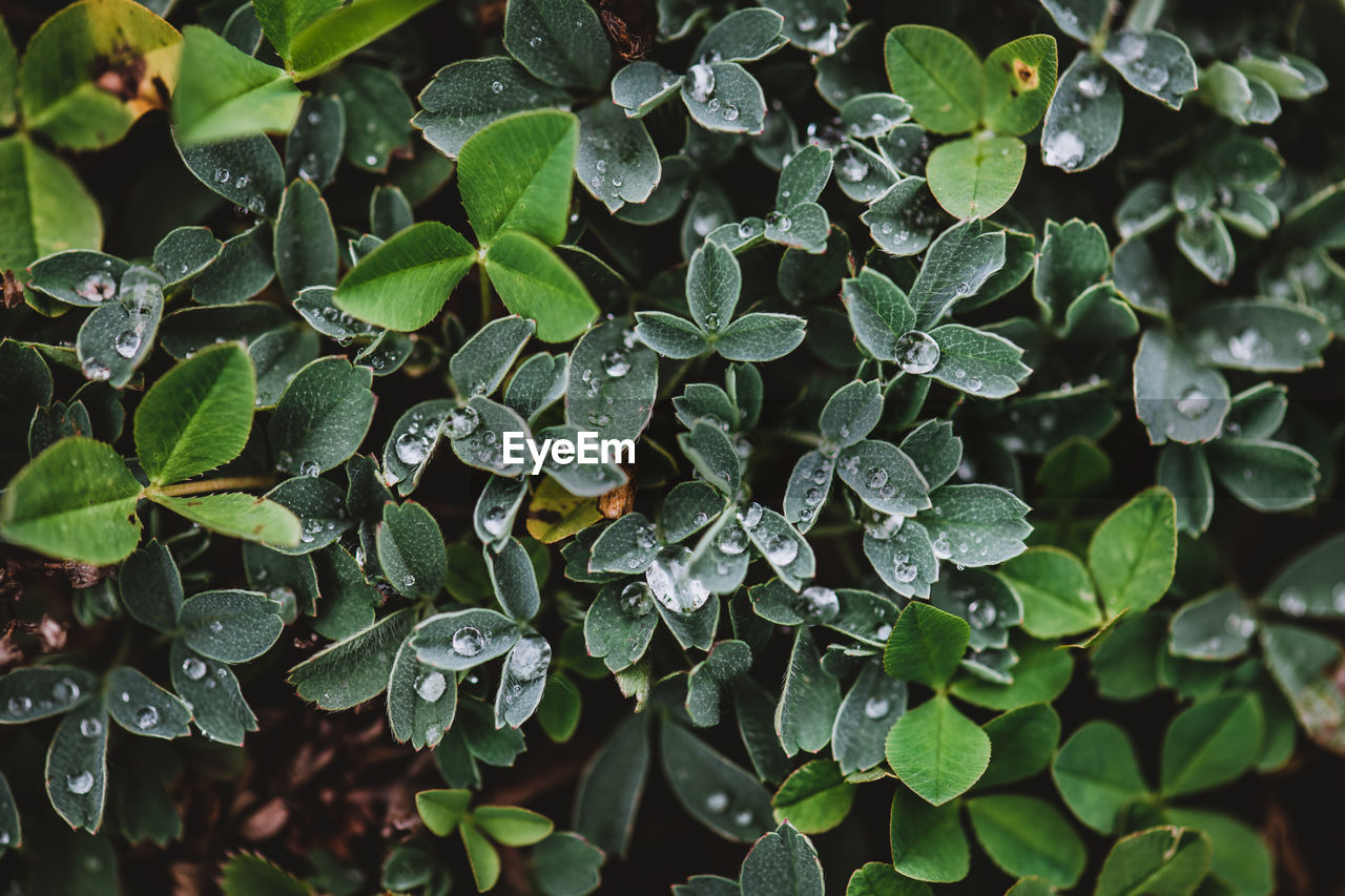 Close-up of wet plant leaves during rainy season, dew