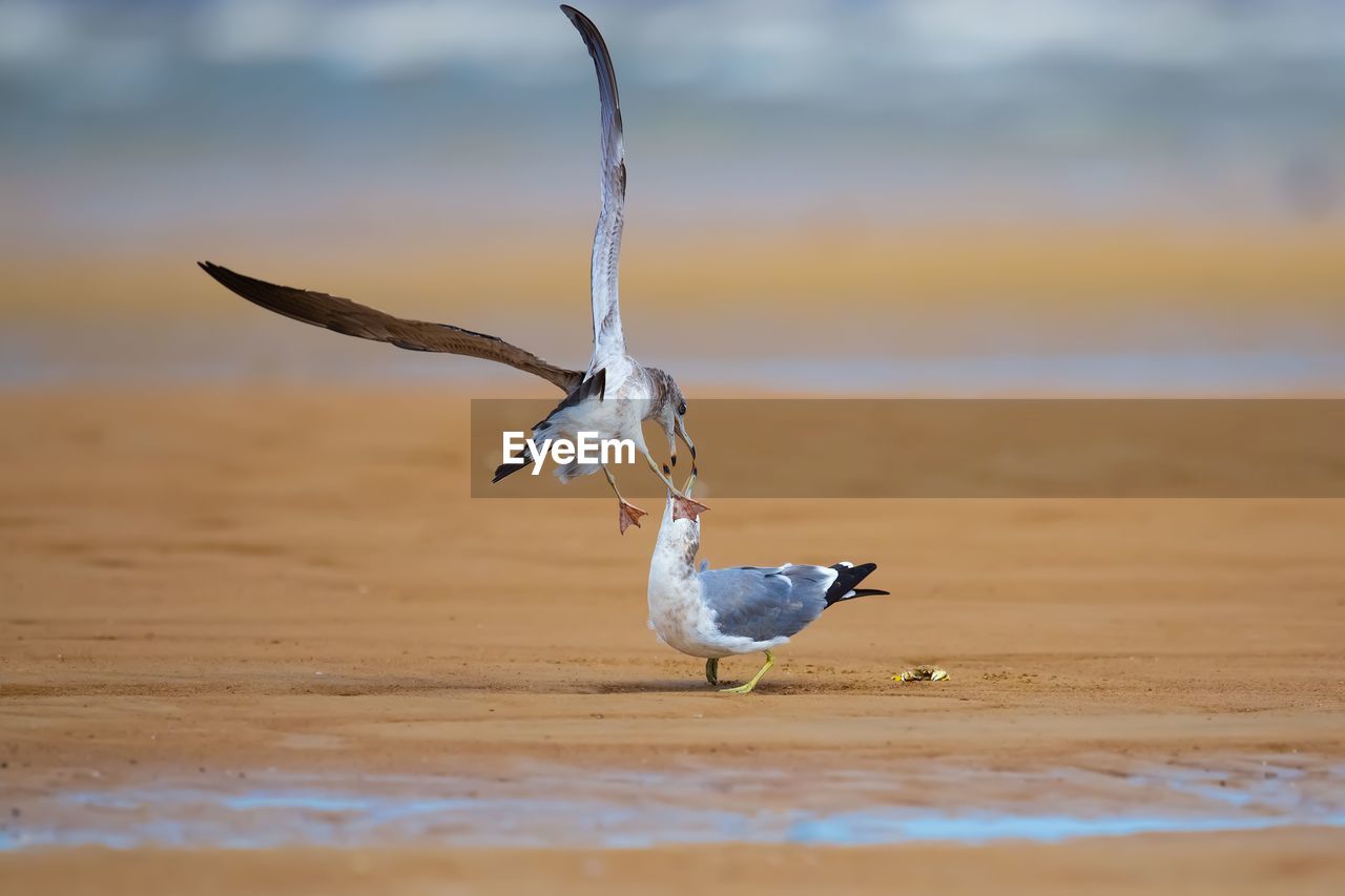 SEAGULL FLYING OVER THE SEA