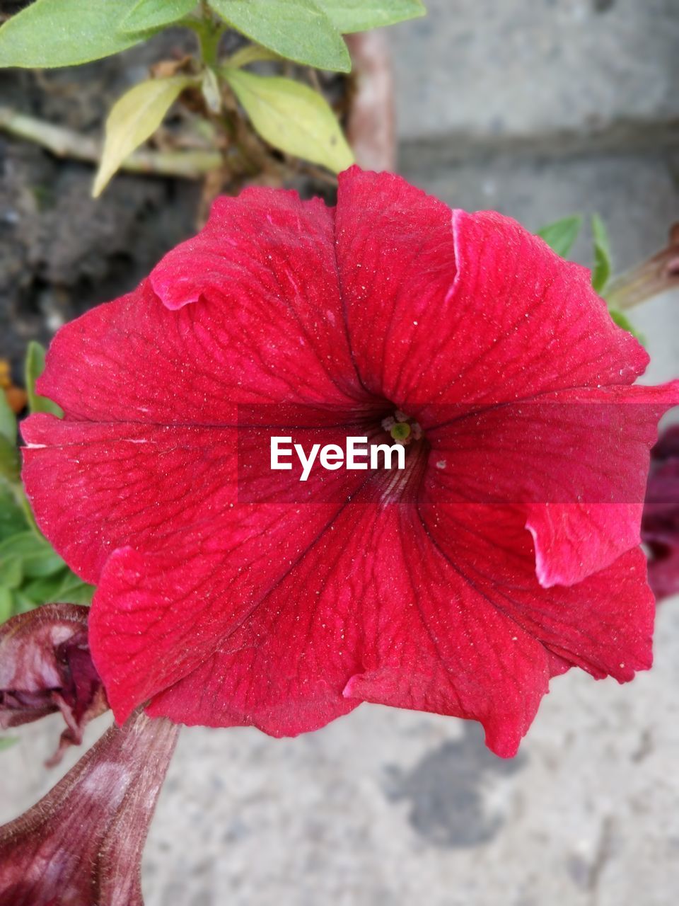 CLOSE-UP OF HIBISCUS BLOOMING OUTDOORS