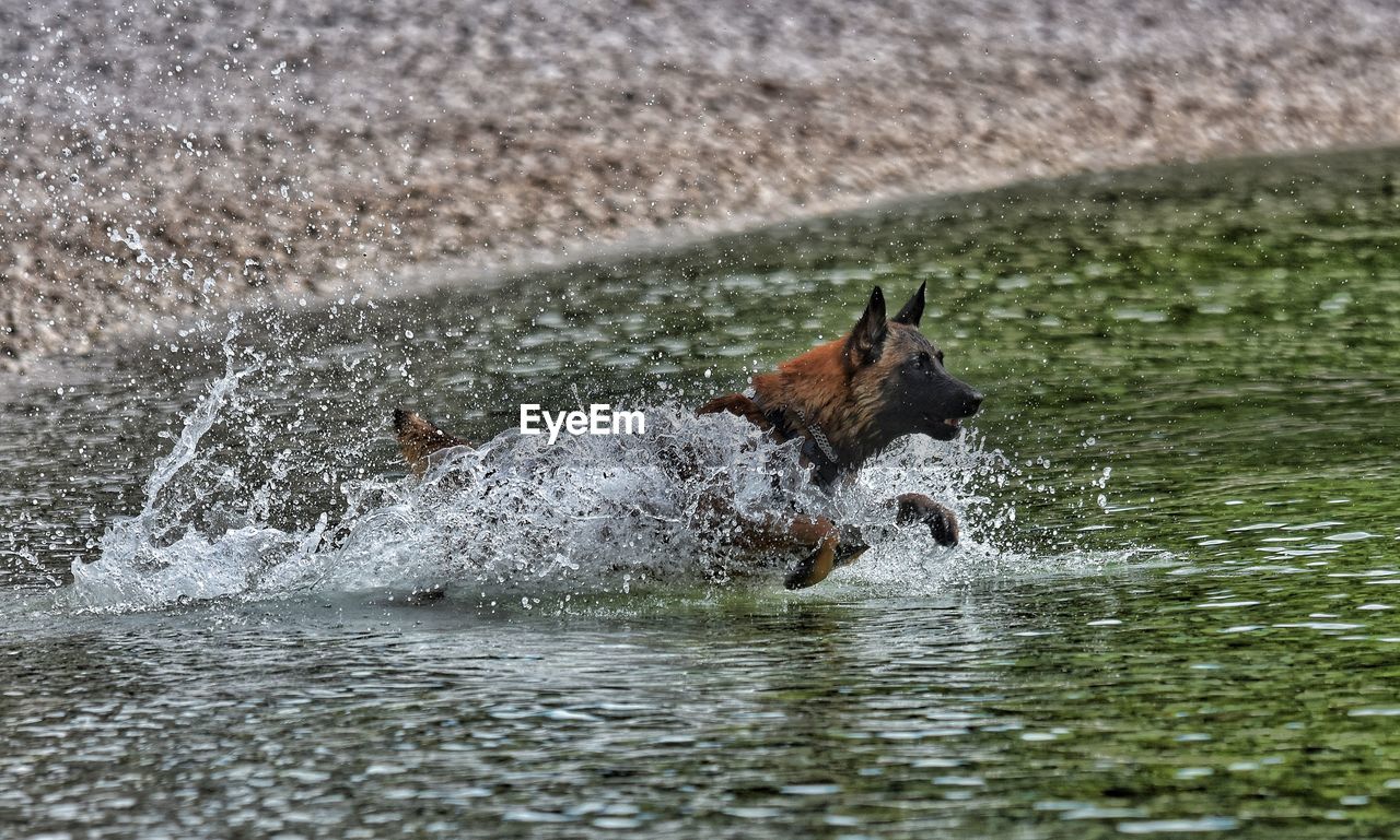 DOG RUNNING IN LAKE