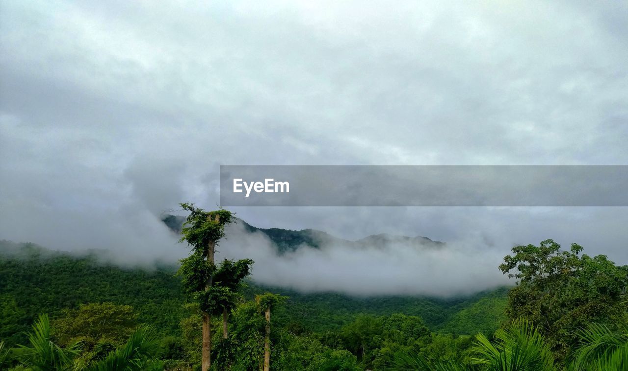 Scenic view of trees against sky