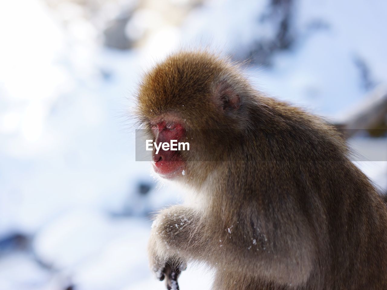 Close-up of monkey on snow