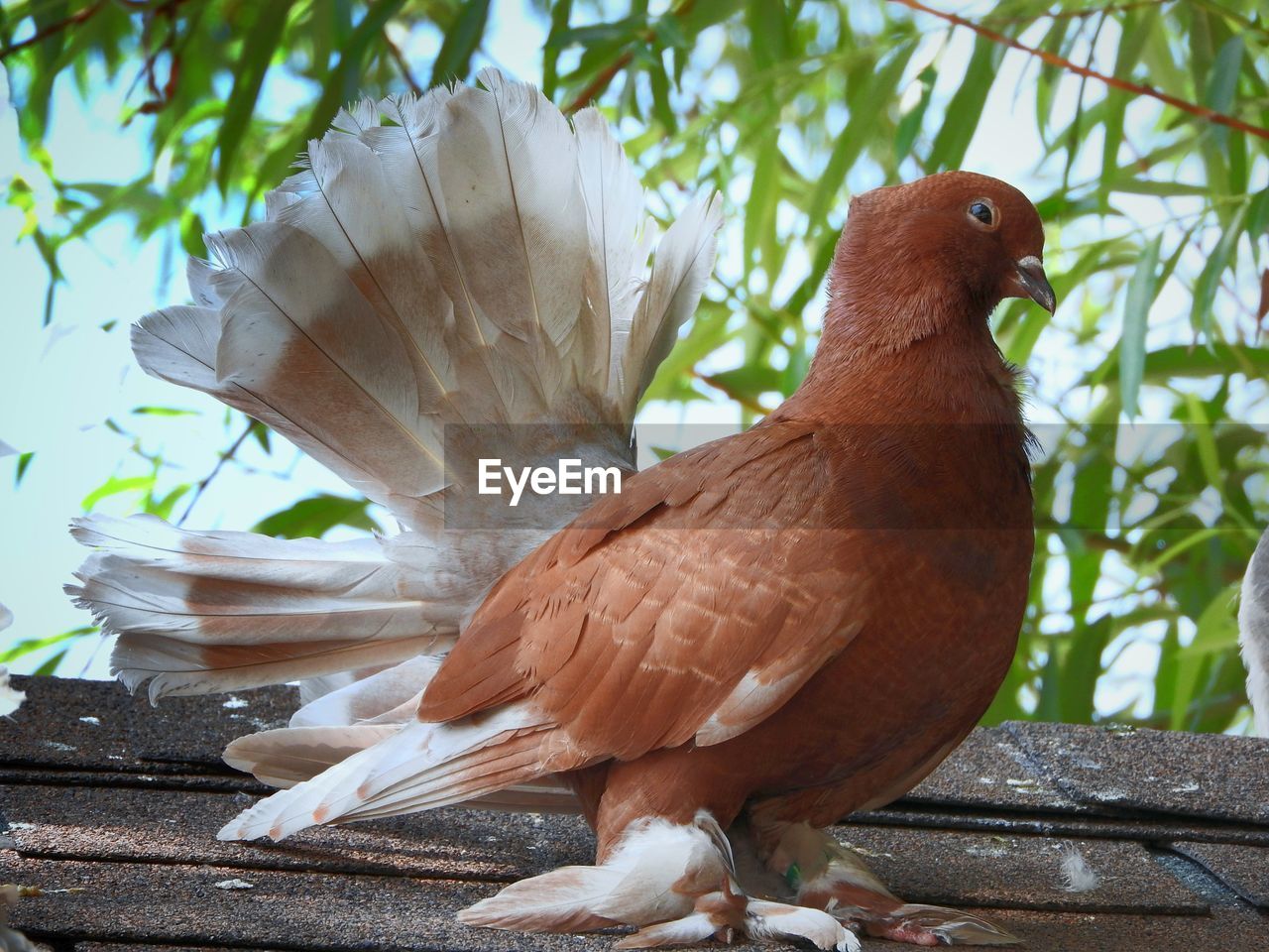 Fan tailed pigeon