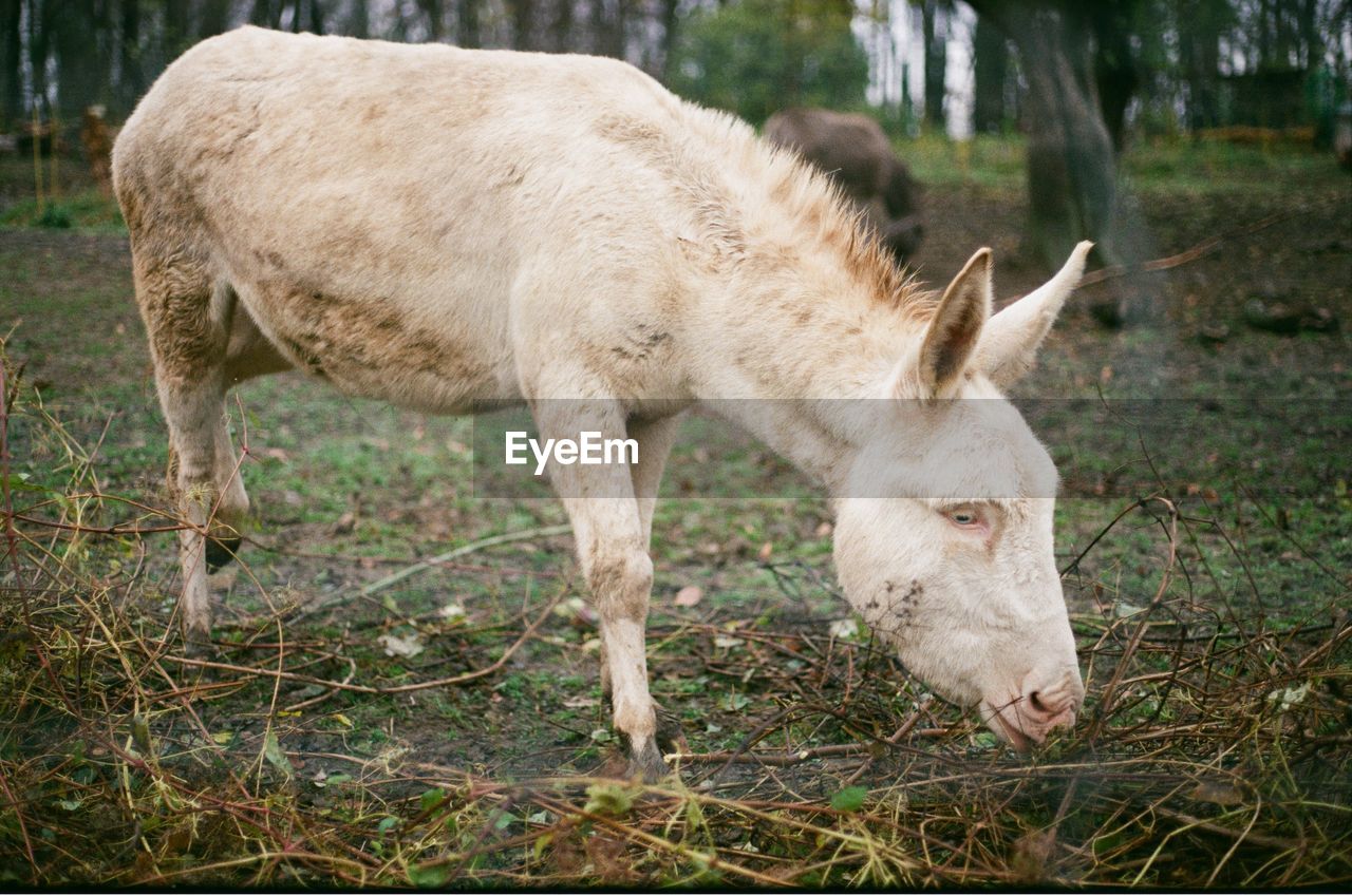 Donky grazing in a field