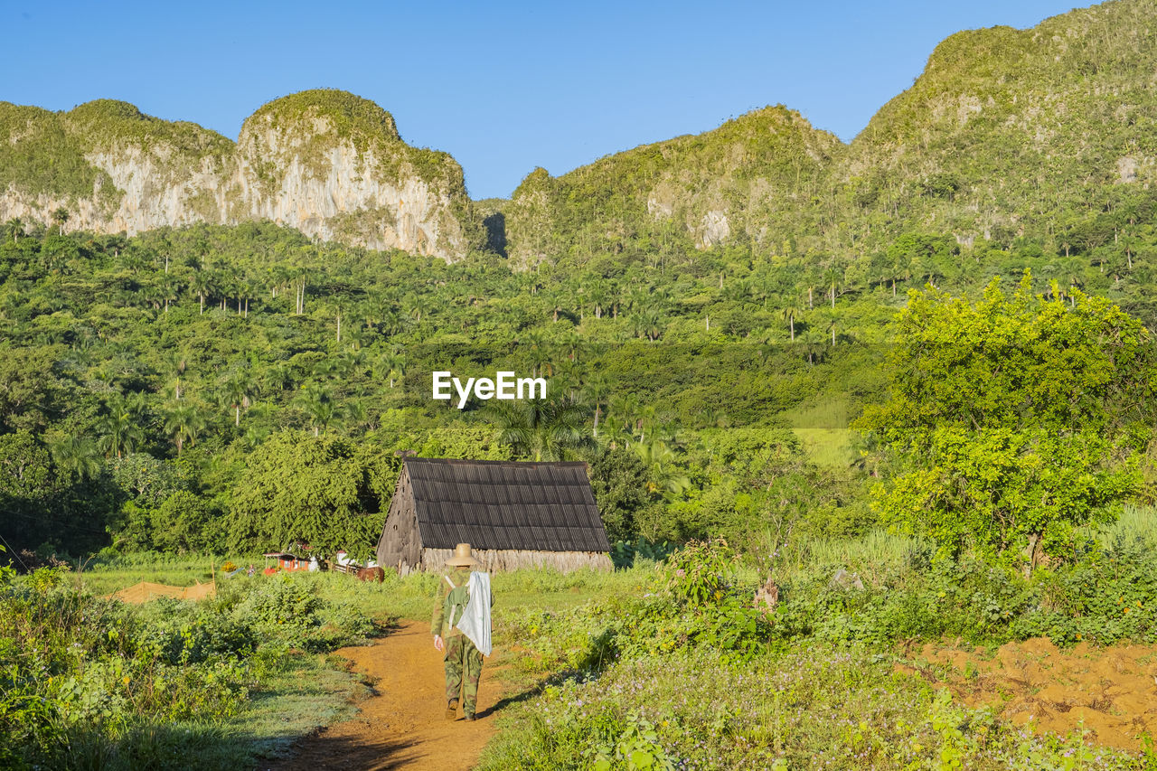 Rural scene of traditional farm life in vinales, one of the main tobocco production regions of cuba.