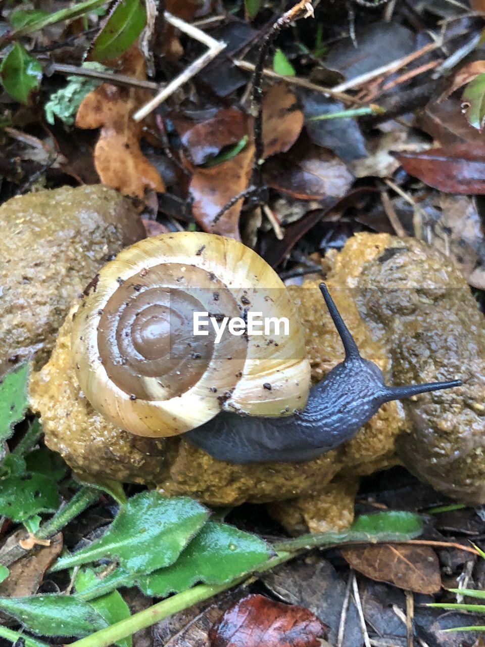 CLOSE-UP OF SNAIL ON DIRT ROAD