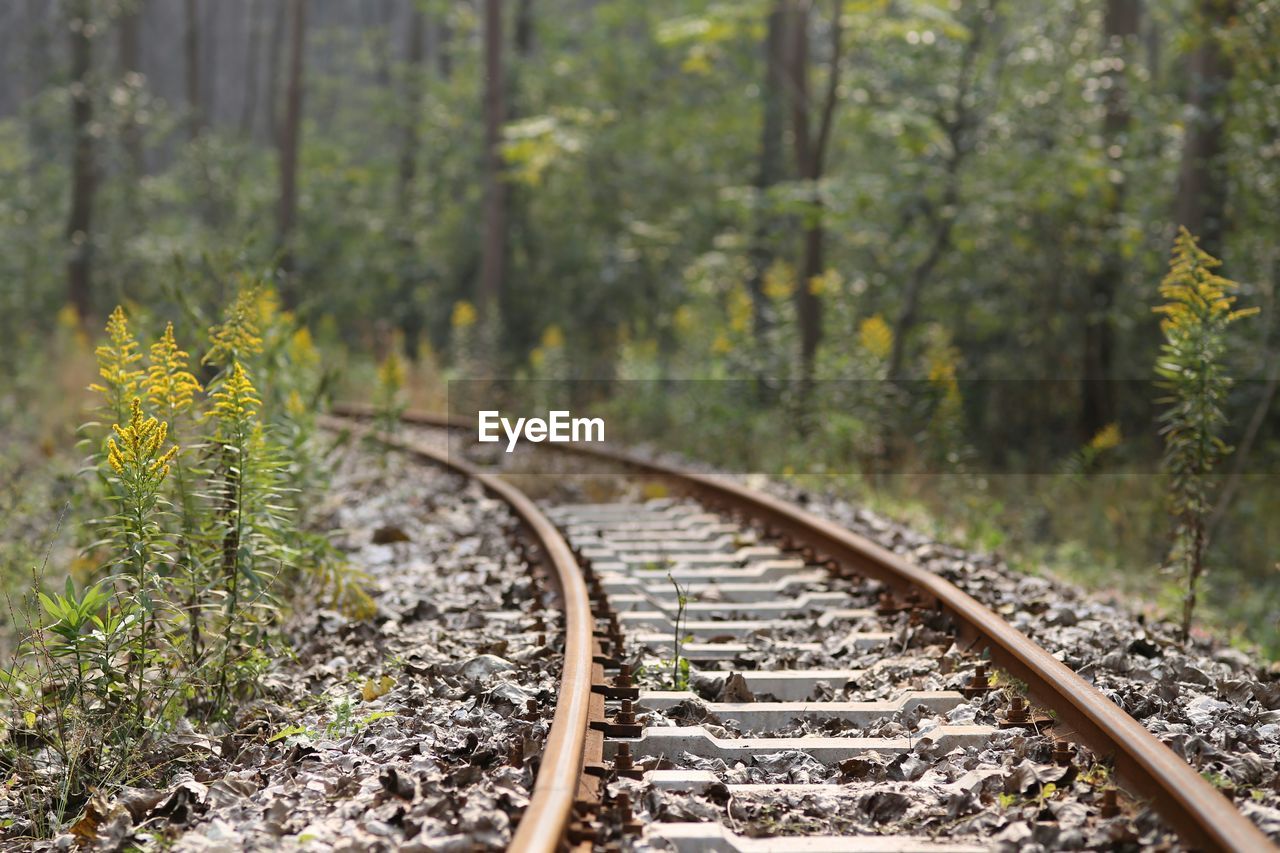 VIEW OF RAILROAD TRACKS AMIDST TREES