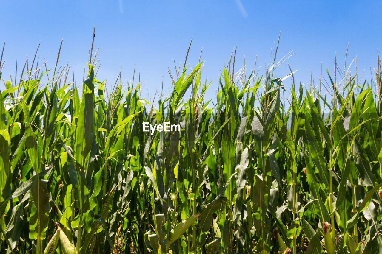 PLANTS GROWING ON FIELD