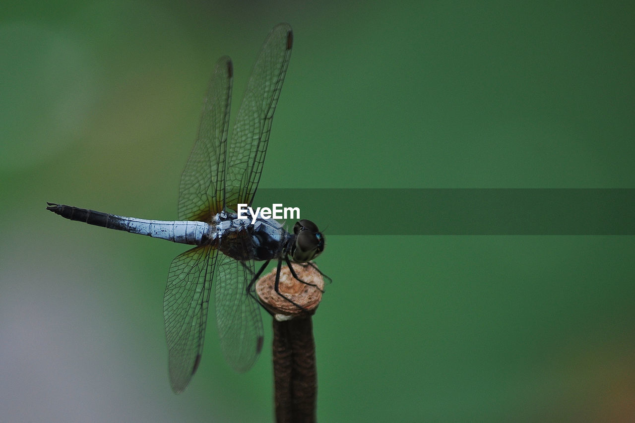 CLOSE-UP OF AN INSECT ON LEAF