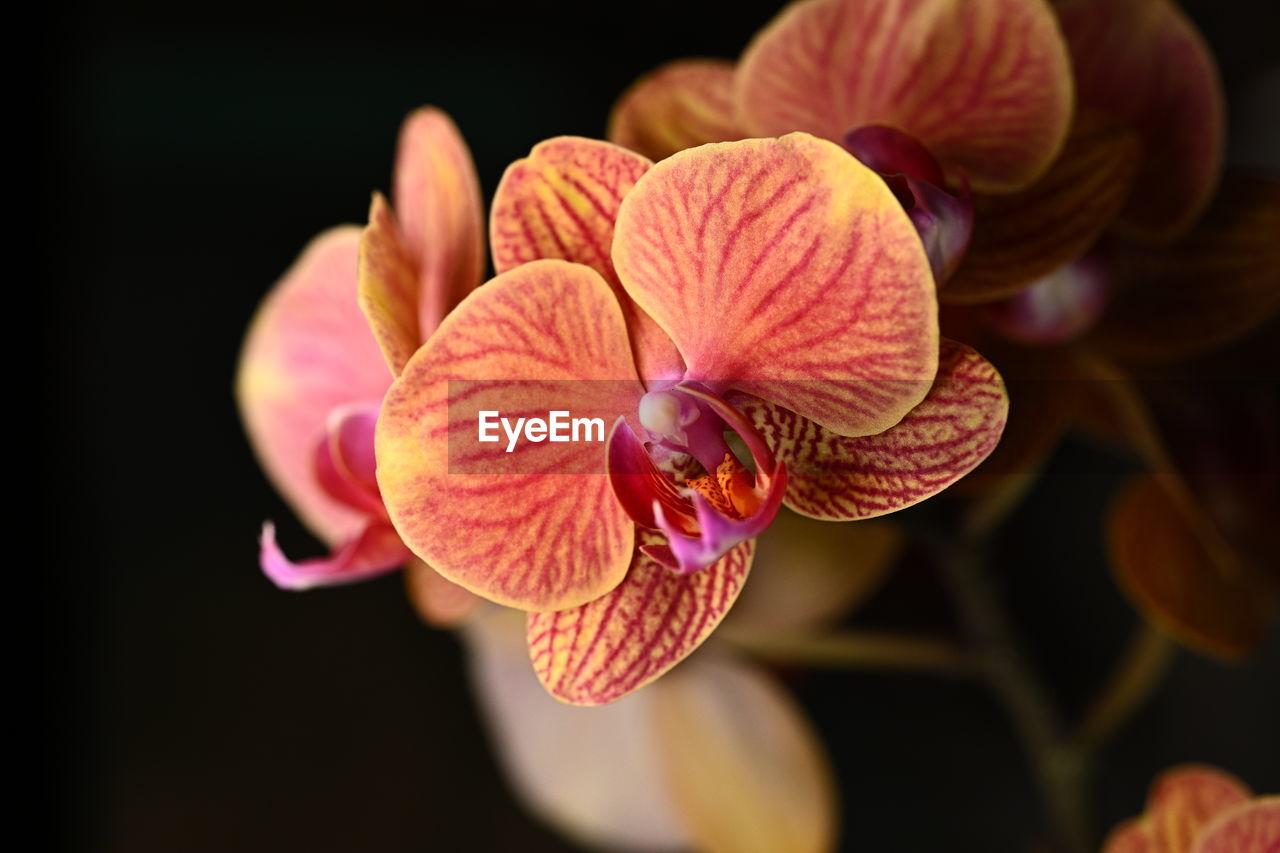 flower, plant, flowering plant, close-up, beauty in nature, macro photography, orchid, freshness, petal, flower head, nature, inflorescence, fragility, red, yellow, growth, pink, no people, focus on foreground, black background, blossom, outdoors, pollen