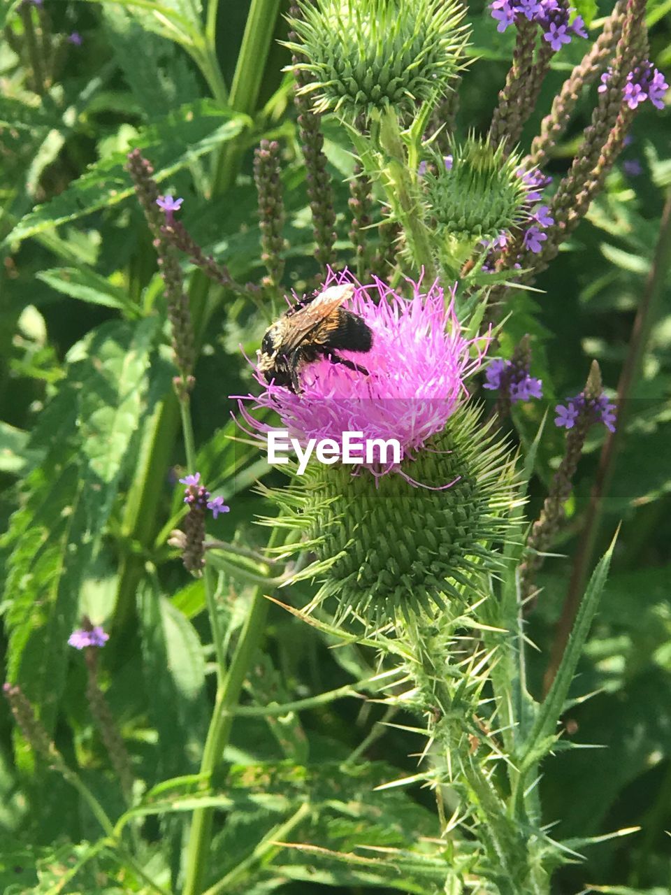 CLOSE-UP OF BEE ON THISTLE