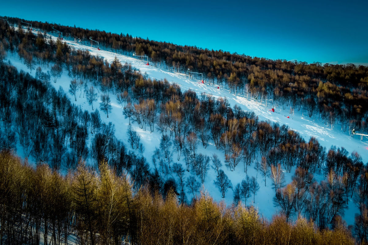 TREES AGAINST BLUE SKY