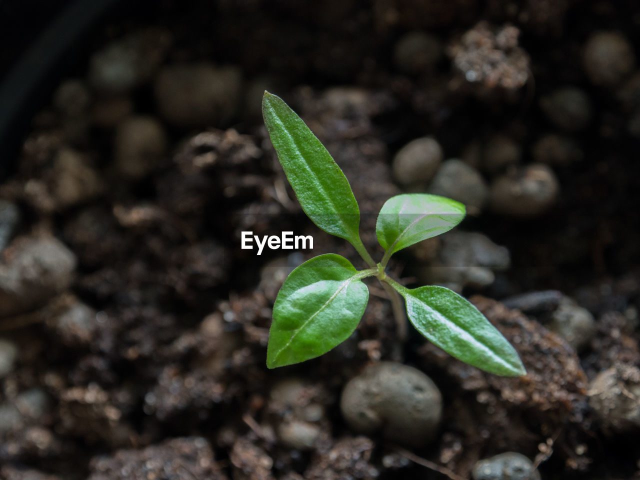 CLOSE-UP OF GREEN PLANT GROWING OUTDOORS