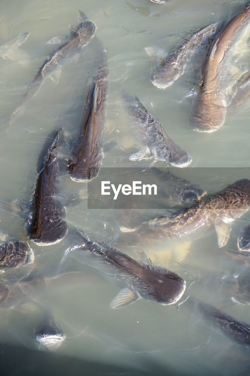 HIGH ANGLE VIEW OF FISH UNDERWATER